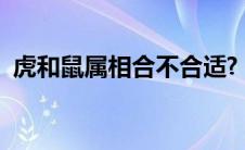 虎和鼠属相合不合适?（虎和鼠属相合不合）