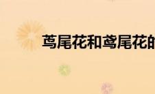 茑尾花和鸢尾花的区别（茑尾花）