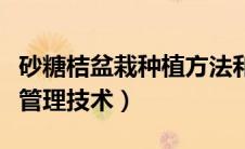砂糖桔盆栽种植方法和注意事项（砂糖桔种植管理技术）