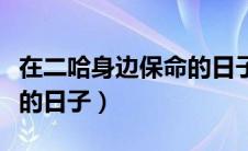 在二哈身边保命的日子晋江（在二哈身边保命的日子）