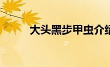 大头黑步甲虫介绍（大头黑步甲）