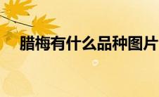 腊梅有什么品种图片（腊梅有什么品种）