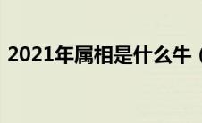 2021年属相是什么牛（2021年属相是什么）