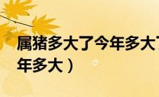 属猪多大了今年多大了2021（属猪的几岁今年多大）