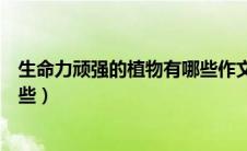 生命力顽强的植物有哪些作文素材（生命力顽强的植物有哪些）