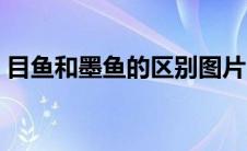 目鱼和墨鱼的区别图片（目鱼和墨鱼的区别）