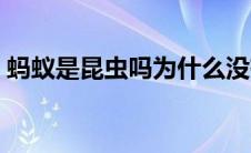 蚂蚁是昆虫吗为什么没有翅膀（蚂蚁是昆虫）