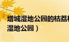 增城湿地公园的枯荔枝树有多少年了?（增城湿地公园）