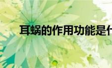耳蜗的作用功能是什么（耳蜗的作用）