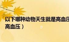 以下哪种动物天生就是高血压的人（以下哪种动物天生就是高血压）