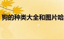 狗的种类大全和图片哈巴狗（狗的种类大全）