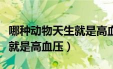 哪种动物天生就是高血压的人（哪种动物天生就是高血压）