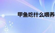 甲鱼吃什么喂养（甲鱼吃什么）