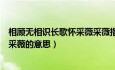 相顾无相识长歌怀采薇采薇指的是什么（相顾无相识长歌怀采薇的意思）