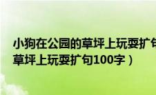 小狗在公园的草坪上玩耍扩句100字怎么写（小狗在公园的草坪上玩耍扩句100字）