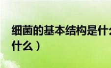 细菌的基本结构是什么?（细菌的基本结构是什么）