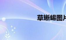 草蜥蜴图片（草蜥）