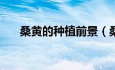 桑黄的种植前景（桑黄种植前景如何）