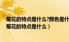 菊花的特点是什么?颜色是什么?姿态是什么?品质是什么?（菊花的特点是什么）