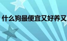 什么狗最便宜又好养又可爱（什么狗最便宜）