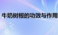 牛奶树根的功效与作用及食用方法（牛奶树）