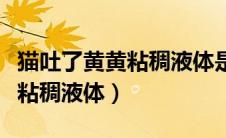 猫吐了黄黄粘稠液体是怎么回事（猫吐了黄黄粘稠液体）