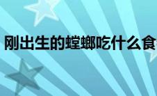 刚出生的螳螂吃什么食物（螳螂吃什么食物）