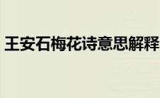 王安石梅花诗意思解释（王安石梅花的诗意）