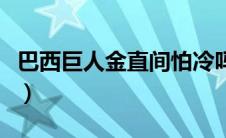 巴西巨人金直间怕冷吗（巴西巨人金直间耐寒）