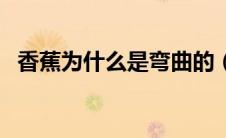香蕉为什么是弯曲的（香蕉为什么是弯的）