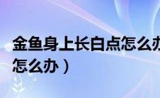 金鱼身上长白点怎么办图片（金鱼身上长白点怎么办）
