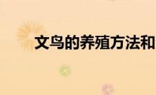 文鸟的养殖方法和注意事项（文鸟）