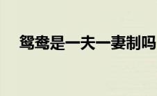 鸳鸯是一夫一妻制吗（鸳鸯是一夫一妻）