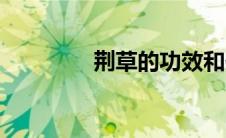荆草的功效和作用（荆草）