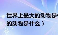 世界上最大的动物是什么 排名（世界上最大的动物是什么）