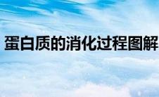 蛋白质的消化过程图解（蛋白质的消化过程）