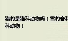 猎豹是猫科动物吗（雪豹舍利兔狲金钱豹哪一个不是高原猫科动物）