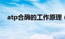 atp合酶的工作原理（atp合酶名词解释）
