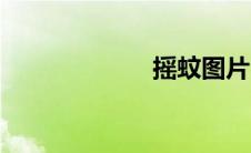 摇蚊图片（摇蚊）