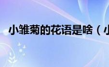 小雏菊的花语是啥（小雏菊的花语和象征）