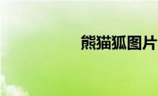 熊猫狐图片（熊猫狐）