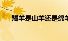 羯羊是山羊还是绵羊（羯羊是什么羊）