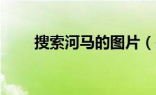 搜索河马的图片（呆河马搜索引擎）