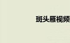 斑头雁视频（斑头雁）
