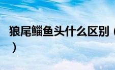 狼尾鲻鱼头什么区别（狼尾头和鲻鱼头的区别）