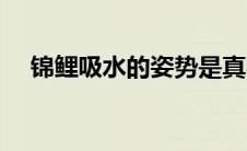 锦鲤吸水的姿势是真实图片（锦鲤吸水）
