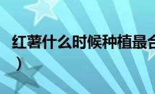 红薯什么时候种植最合适（红薯什么时候种植）