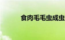 食肉毛毛虫成虫（食肉毛毛虫）