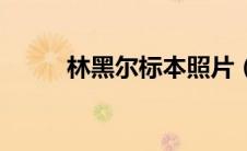 林黑尔标本照片（林黑儿标本图）