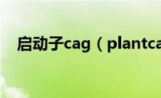 启动子cag（plantcare官网启动子分析）
